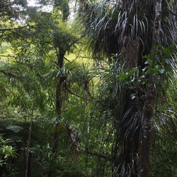 Kauri-Forest