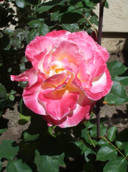rose1.jpg