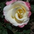 rose3
