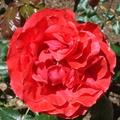 rose4