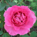 rose5
