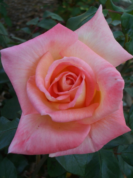 rose6.jpg