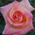 rose6