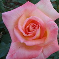 rose7