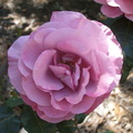 rose8