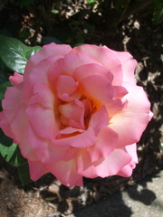 rose9